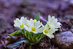 Waldspaziergang 