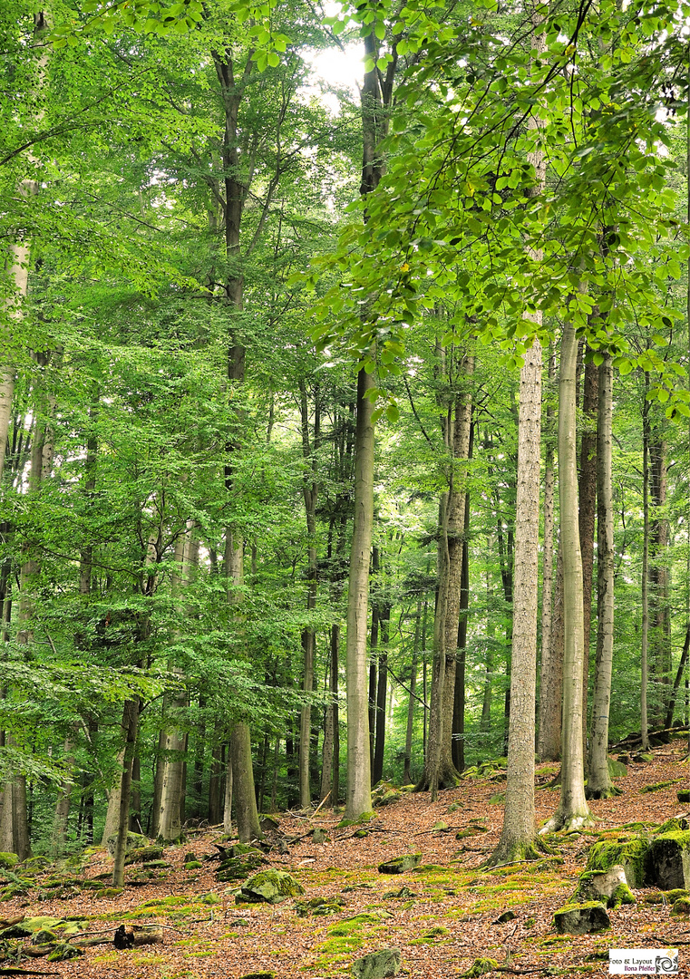 Waldspaziergang 