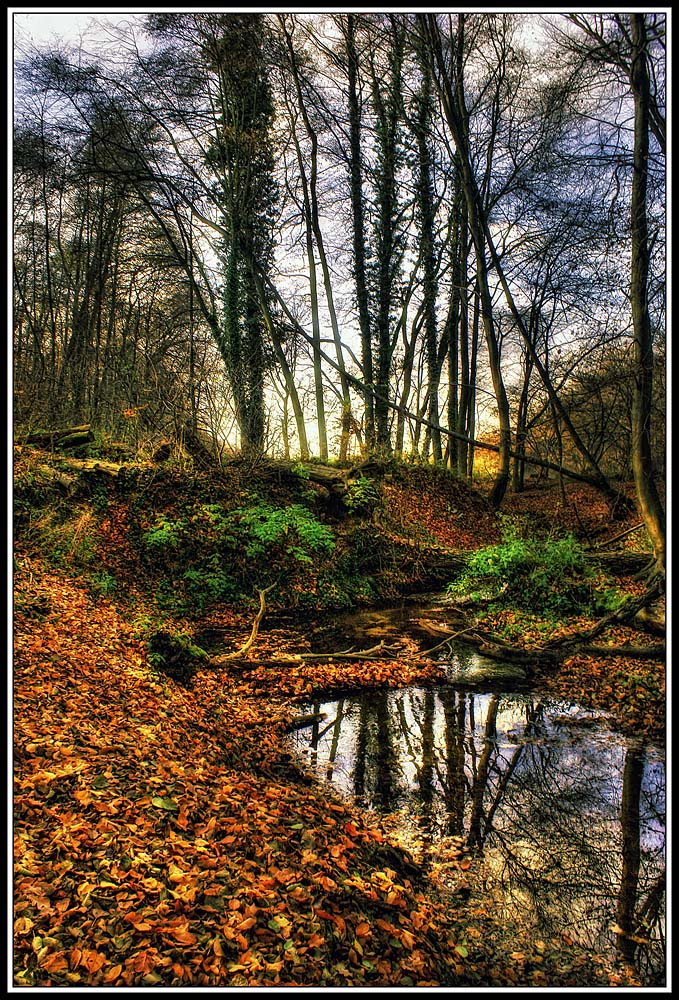 Waldspaziergang