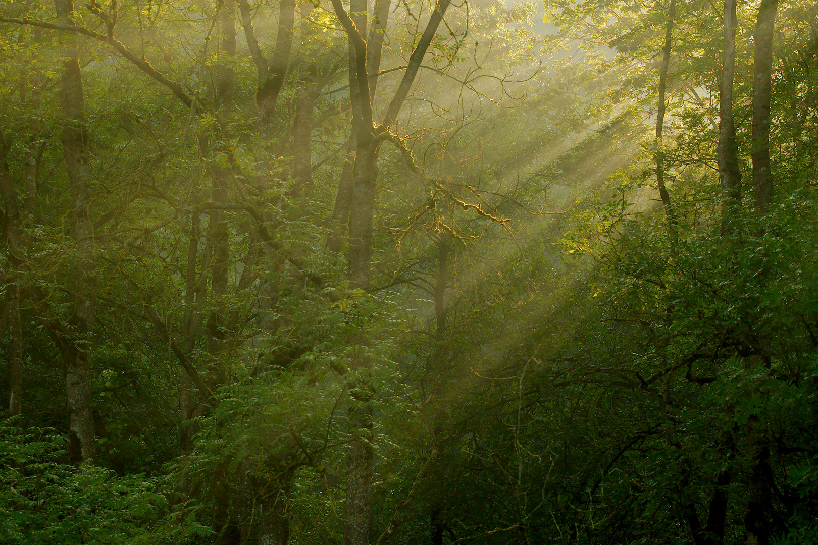 Waldspaziergang...