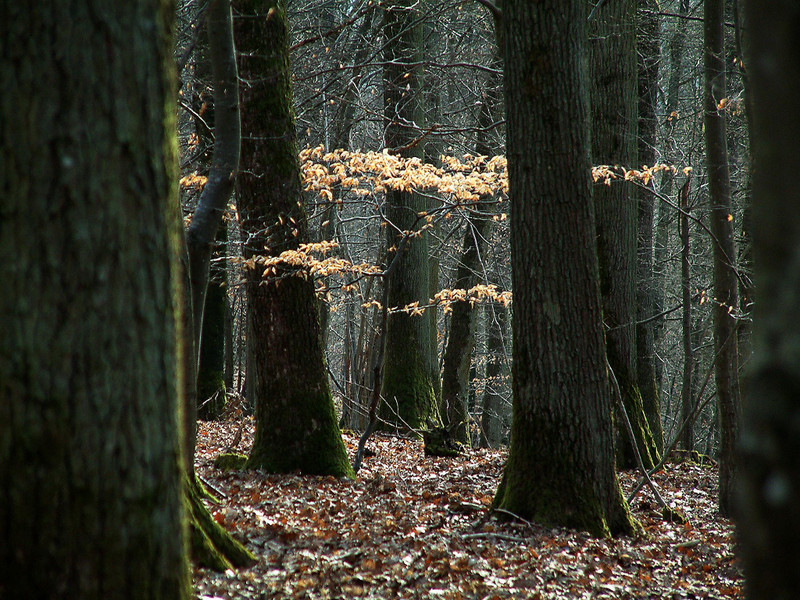 Waldspaziergang