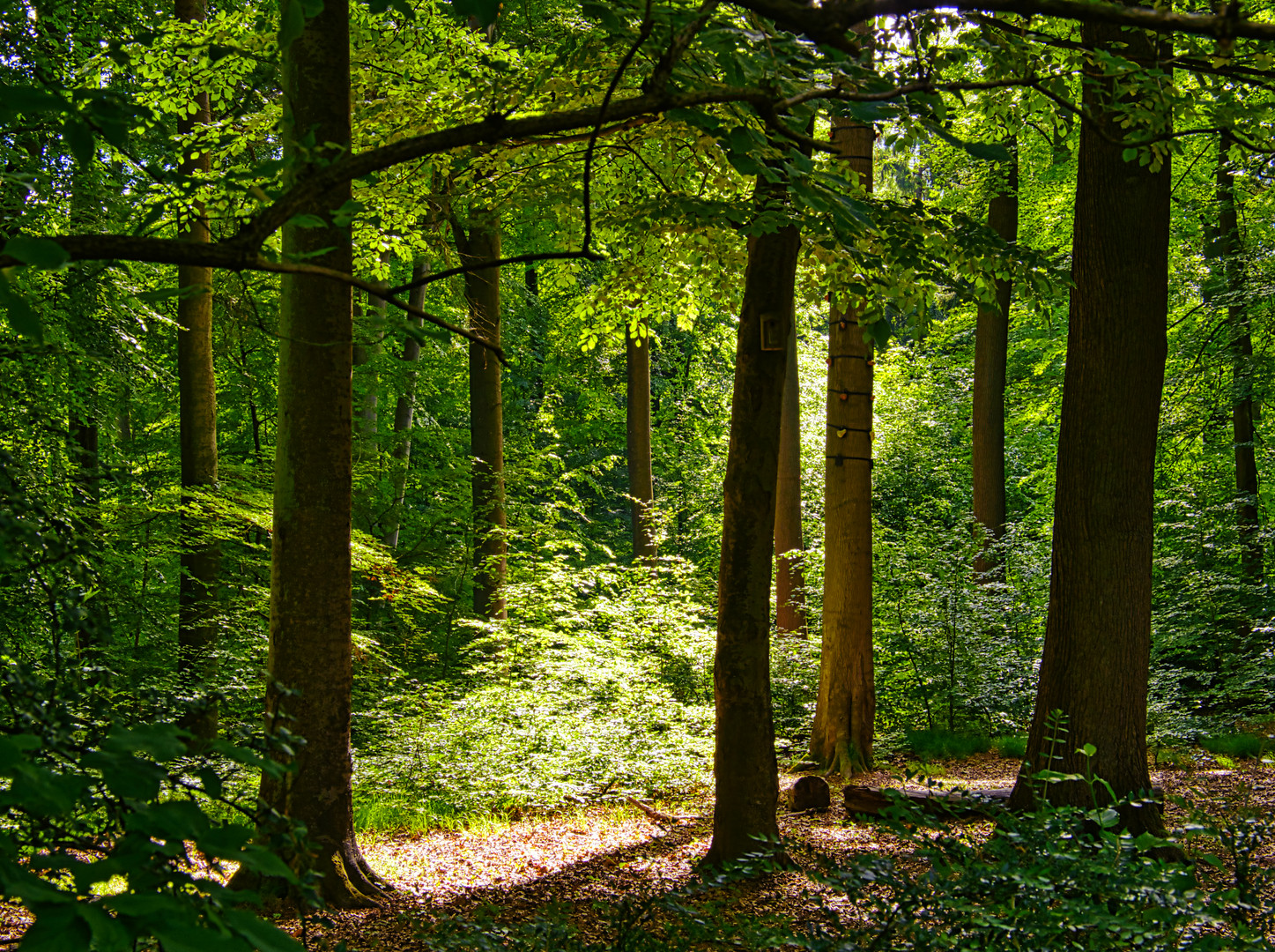 Waldspaziergang...