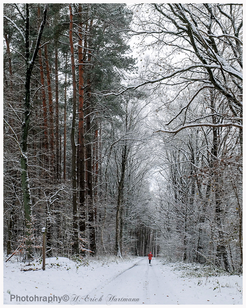 Waldspaziergang