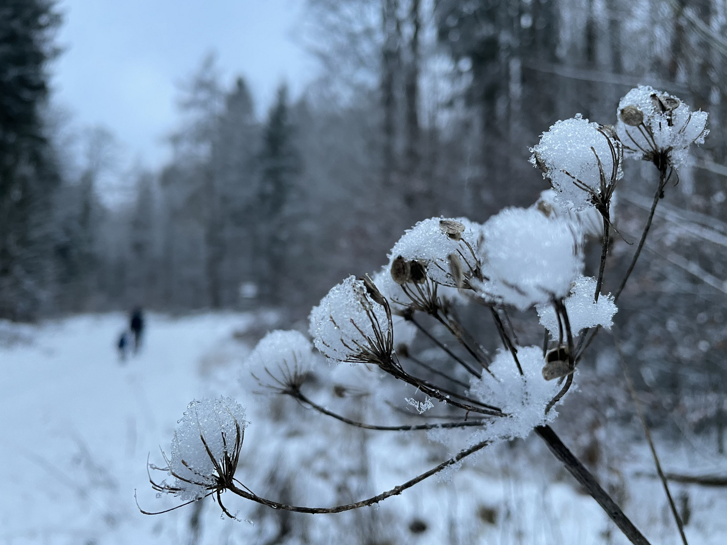 Waldspaziergang bei Amberg-Sulzbach