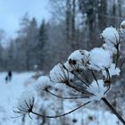 Waldspaziergang bei Amberg-Sulzbach