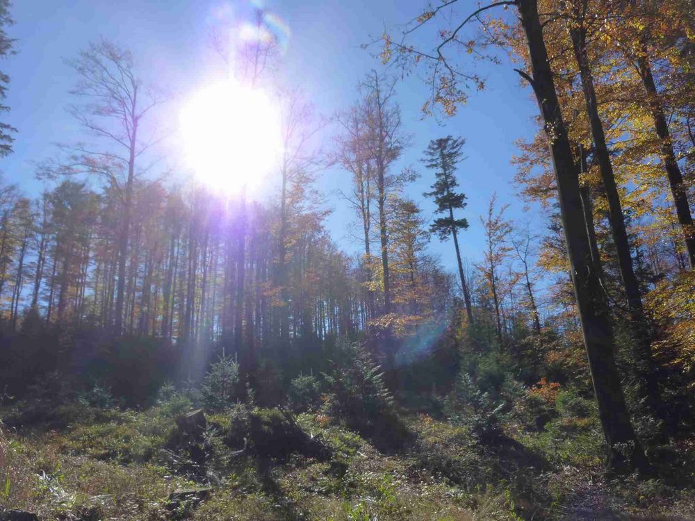 Waldspaziergang bei Sonnenschein