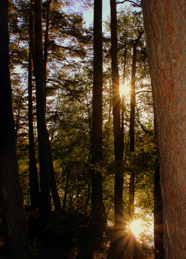 waldspaziergang