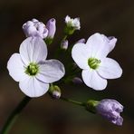 Waldspaziergang - Blüten