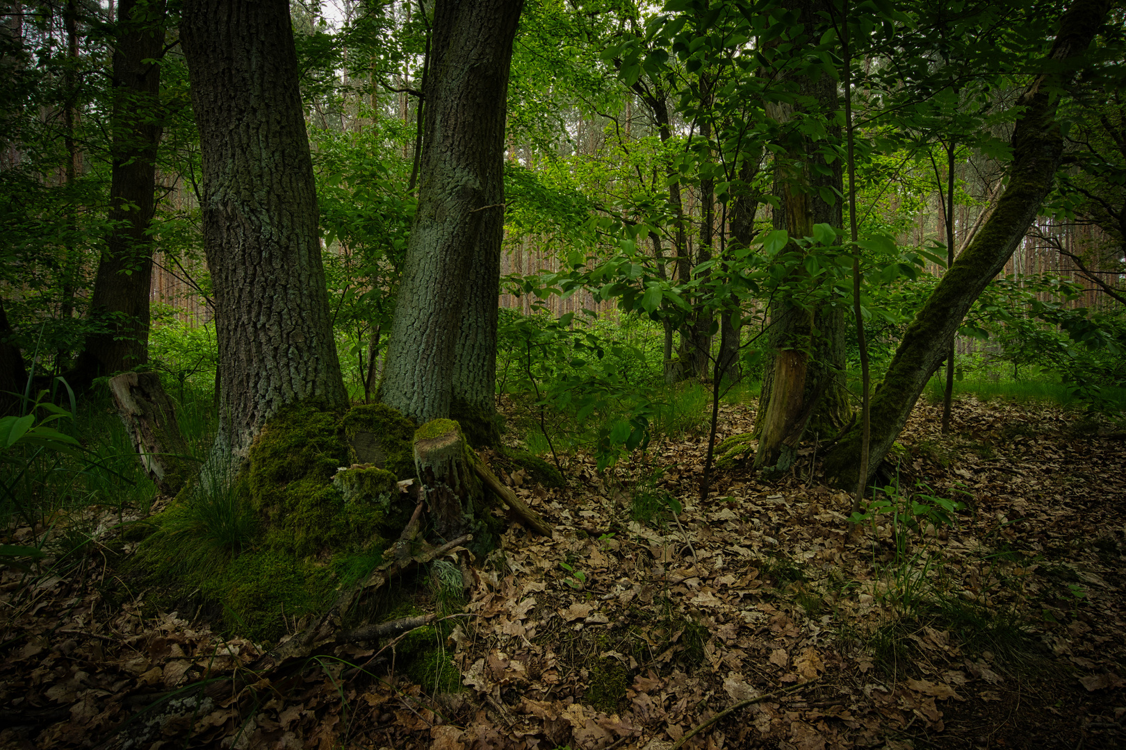 Waldspaziergang Brandenburg