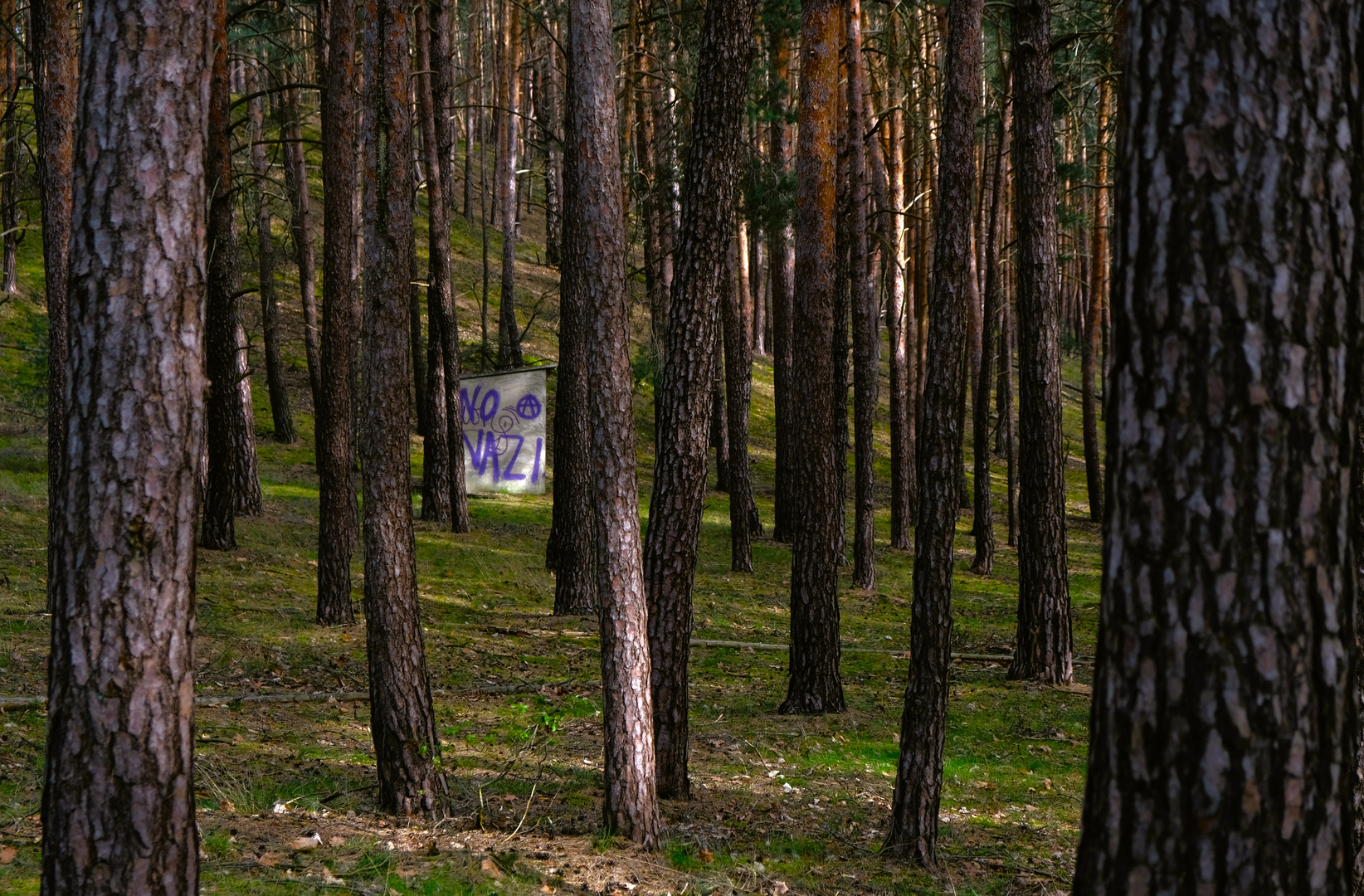 Waldspaziergang