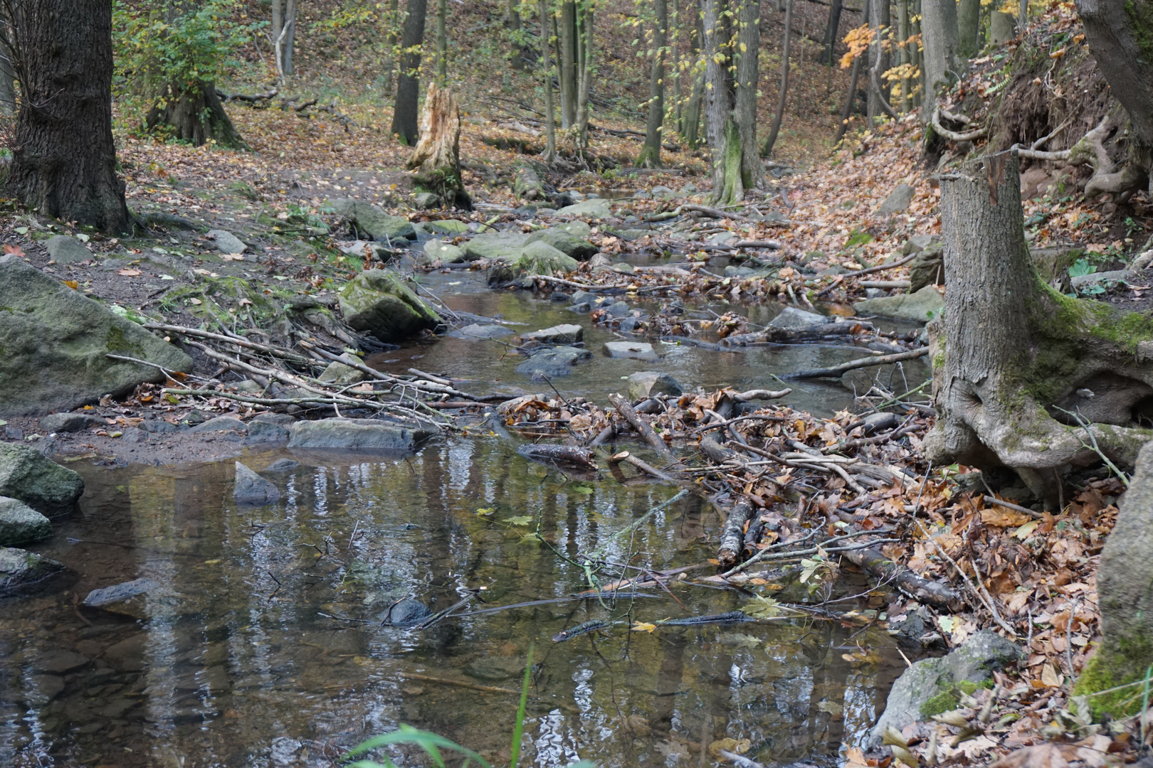 Waldspaziergang