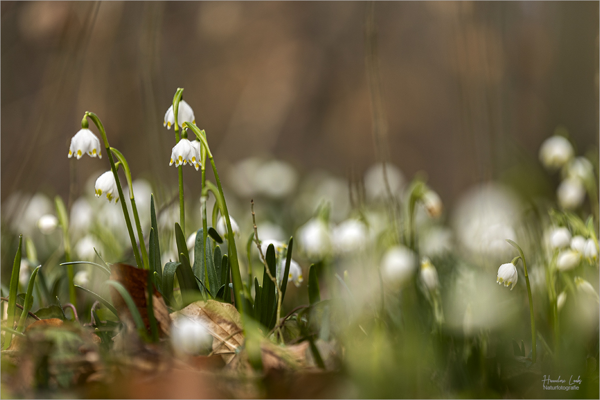 Waldspaziergang