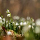 Waldspaziergang