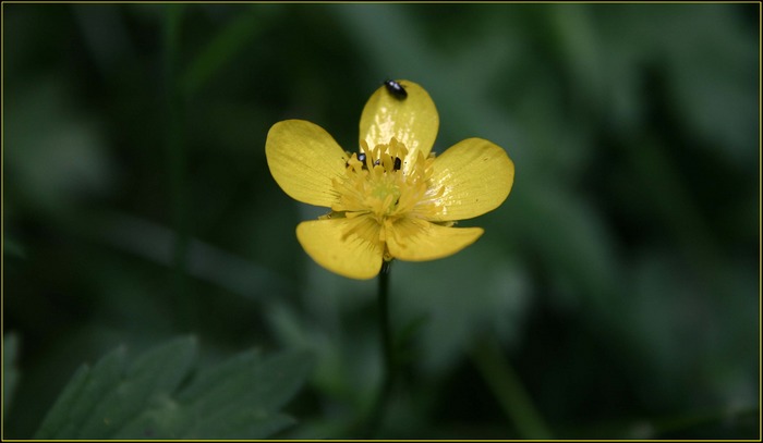 Waldspaziergang