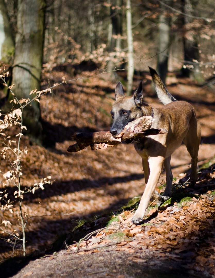 Waldspaziergang