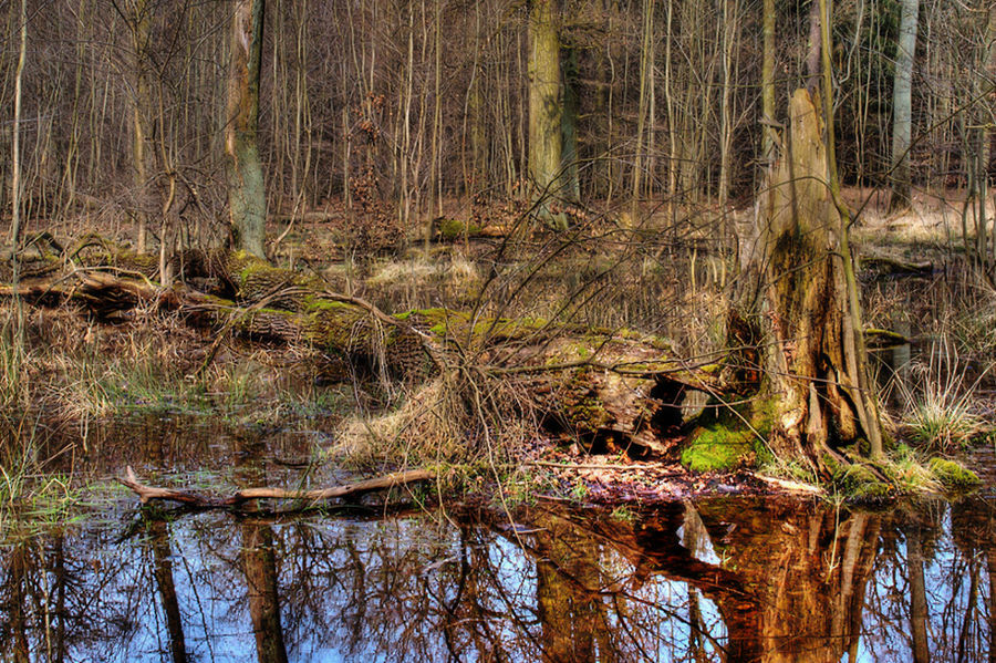 Waldspaziergang