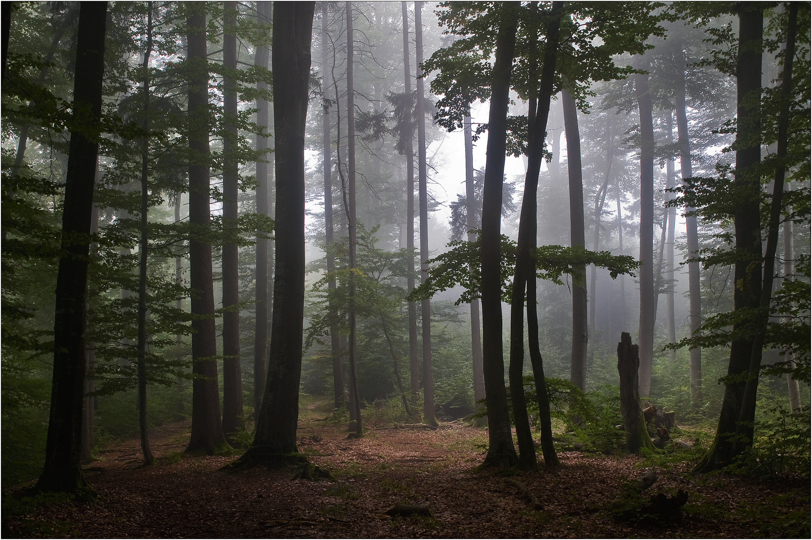 Waldspaziergang