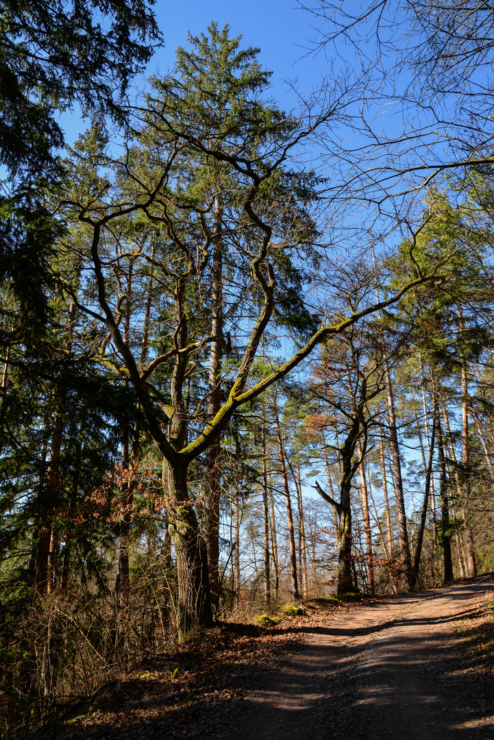 Waldspaziergang