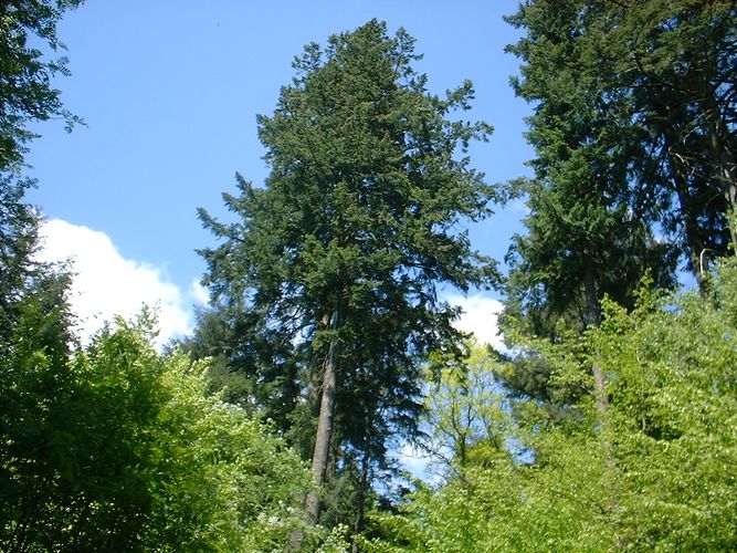 Waldspaziergang