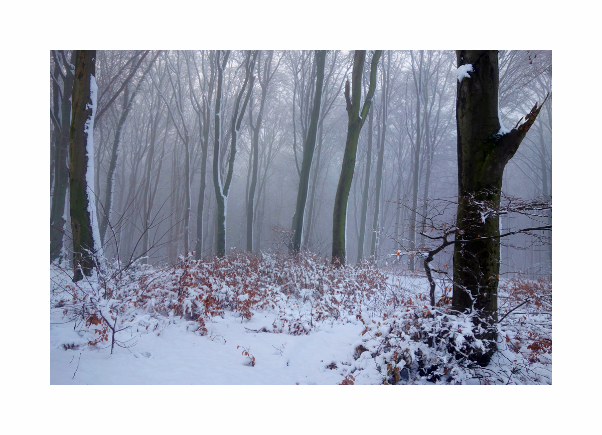 Waldspaziergang