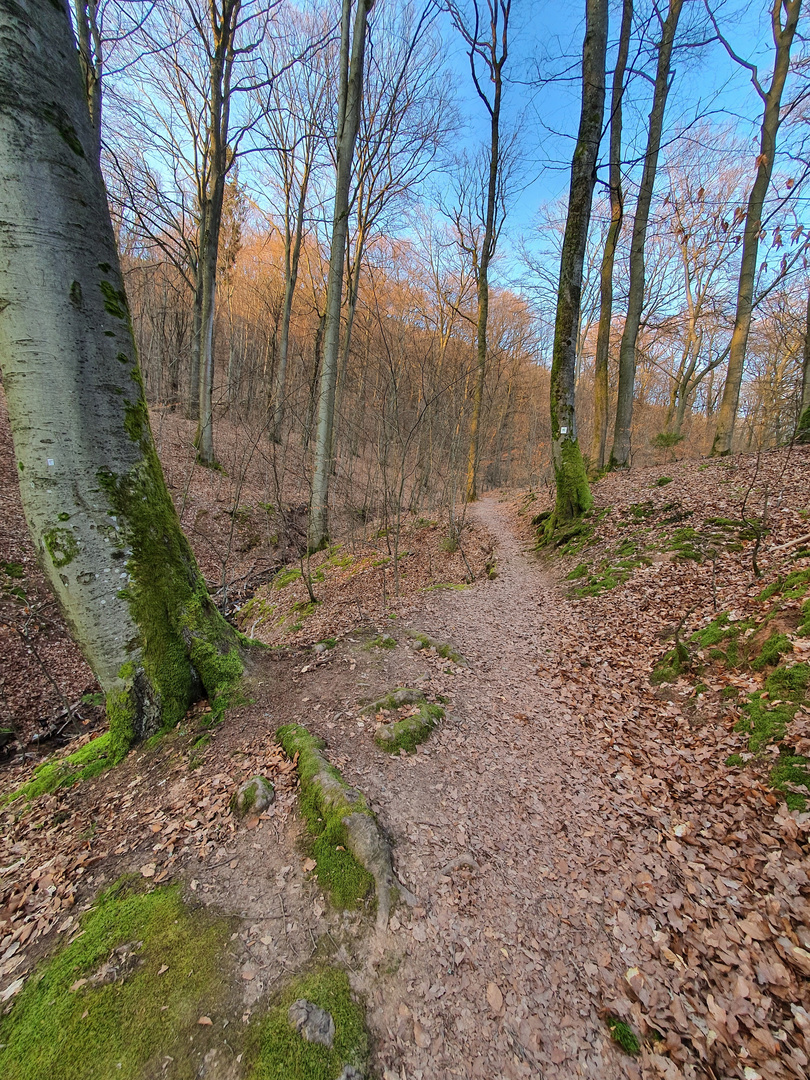 Waldspaziergang