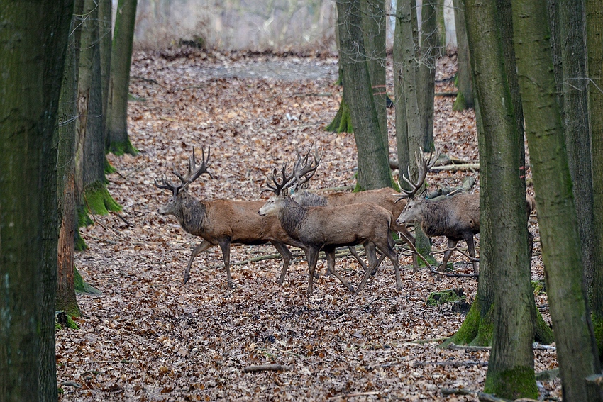 Waldspaziergang