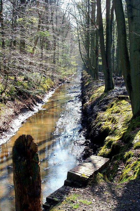 Waldspaziergang