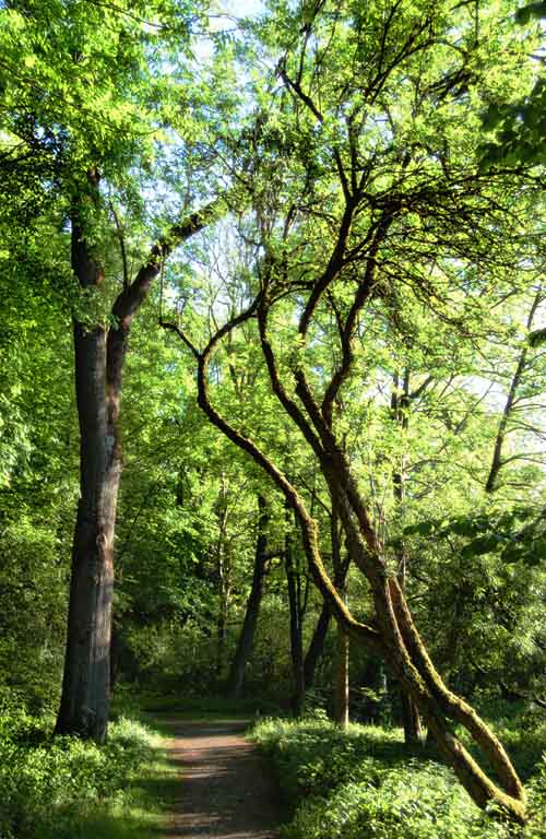 Waldspaziergang