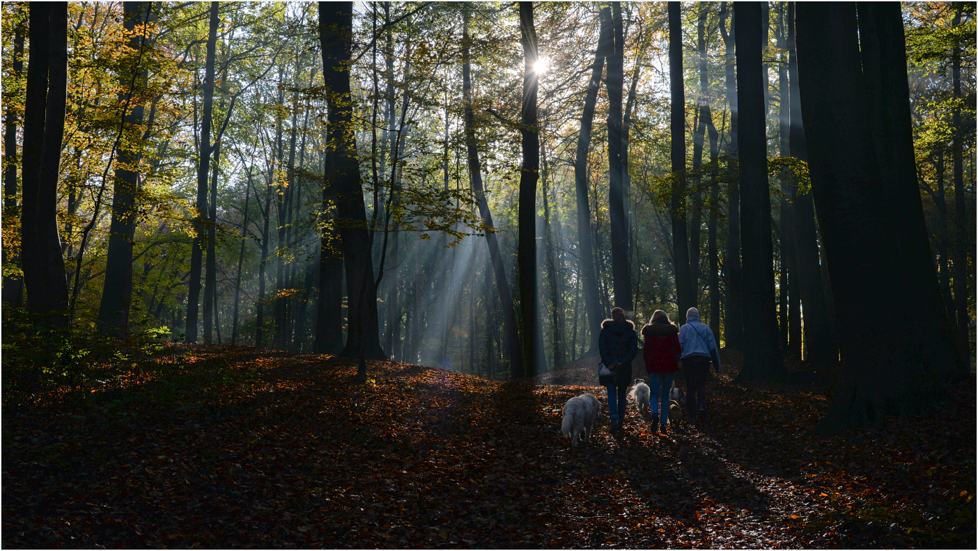 Waldspaziergang