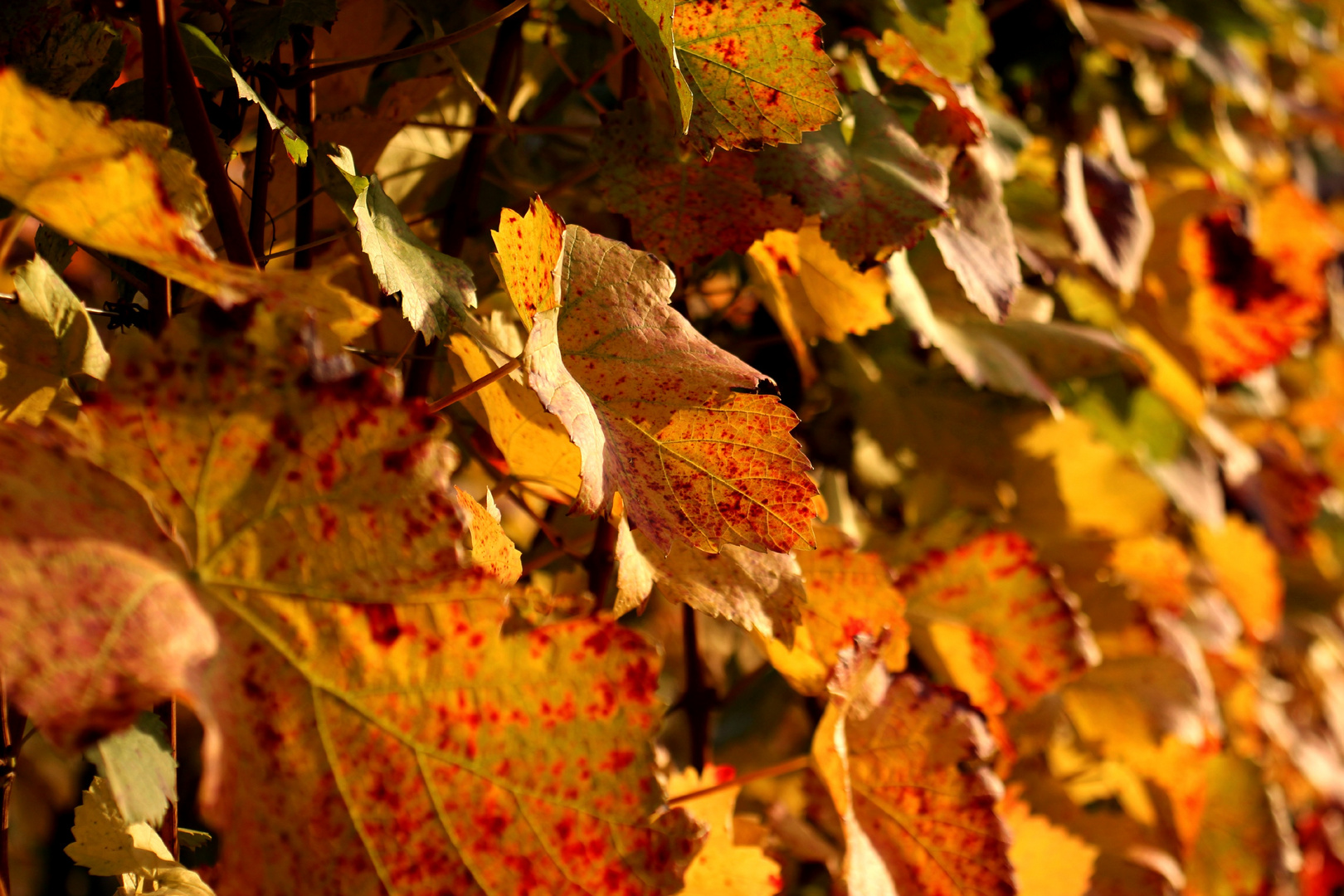 Waldspaziergang