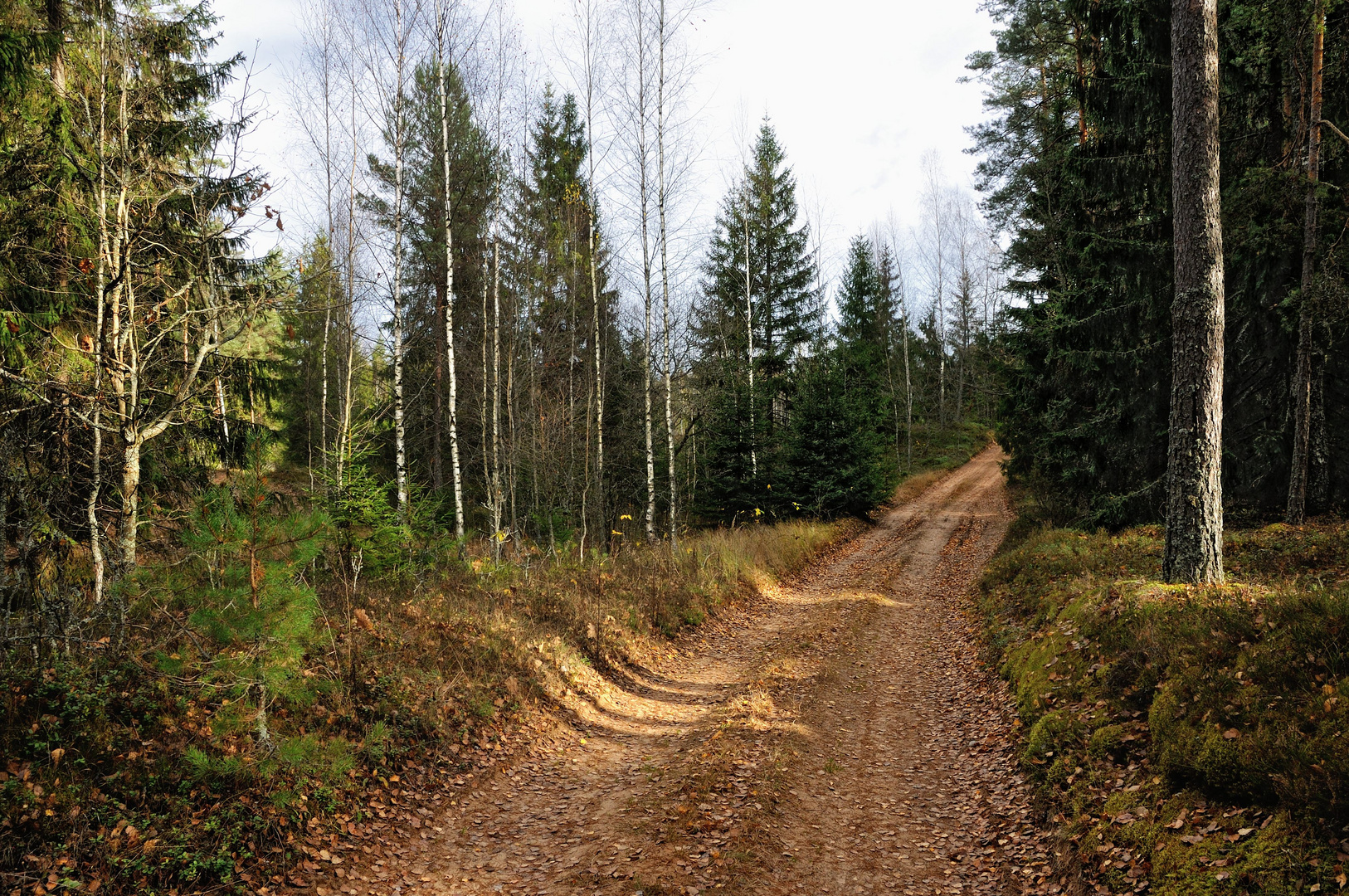 Waldspaziergang