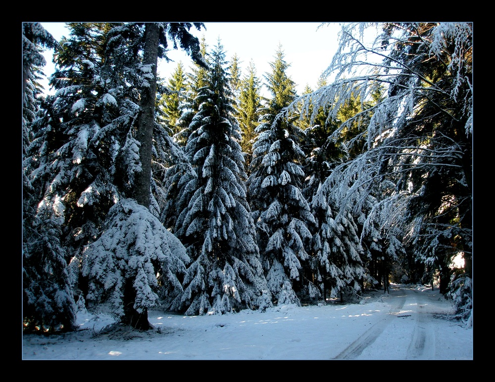 Waldspaziergang