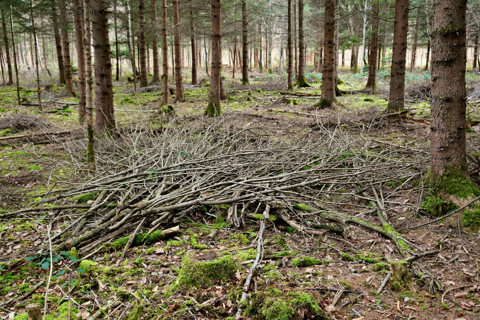 Waldspaziergang