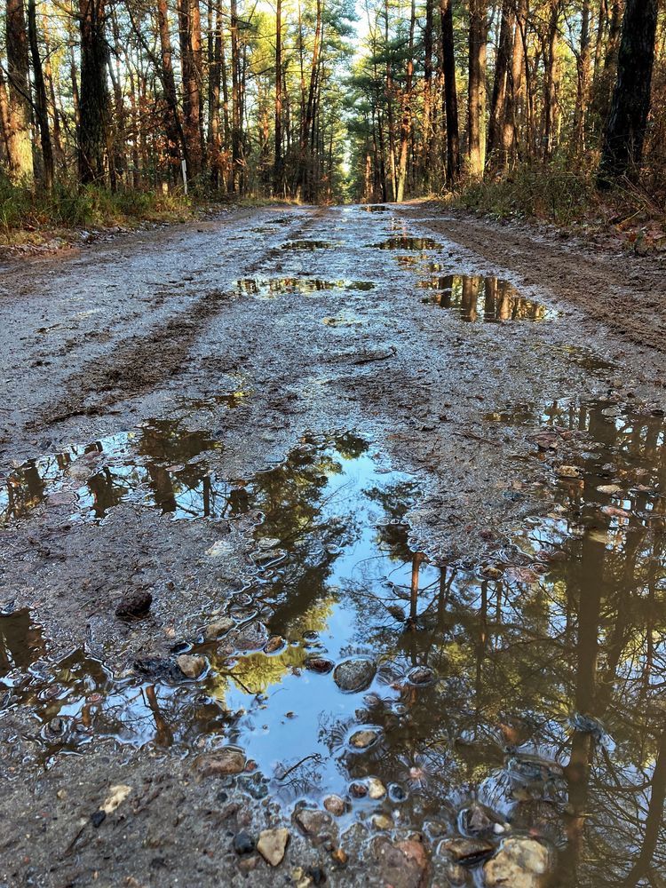 Waldspaziergang