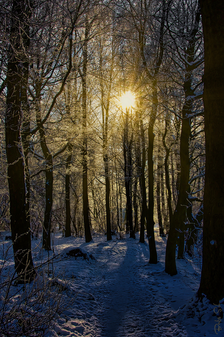 Waldspaziergang...