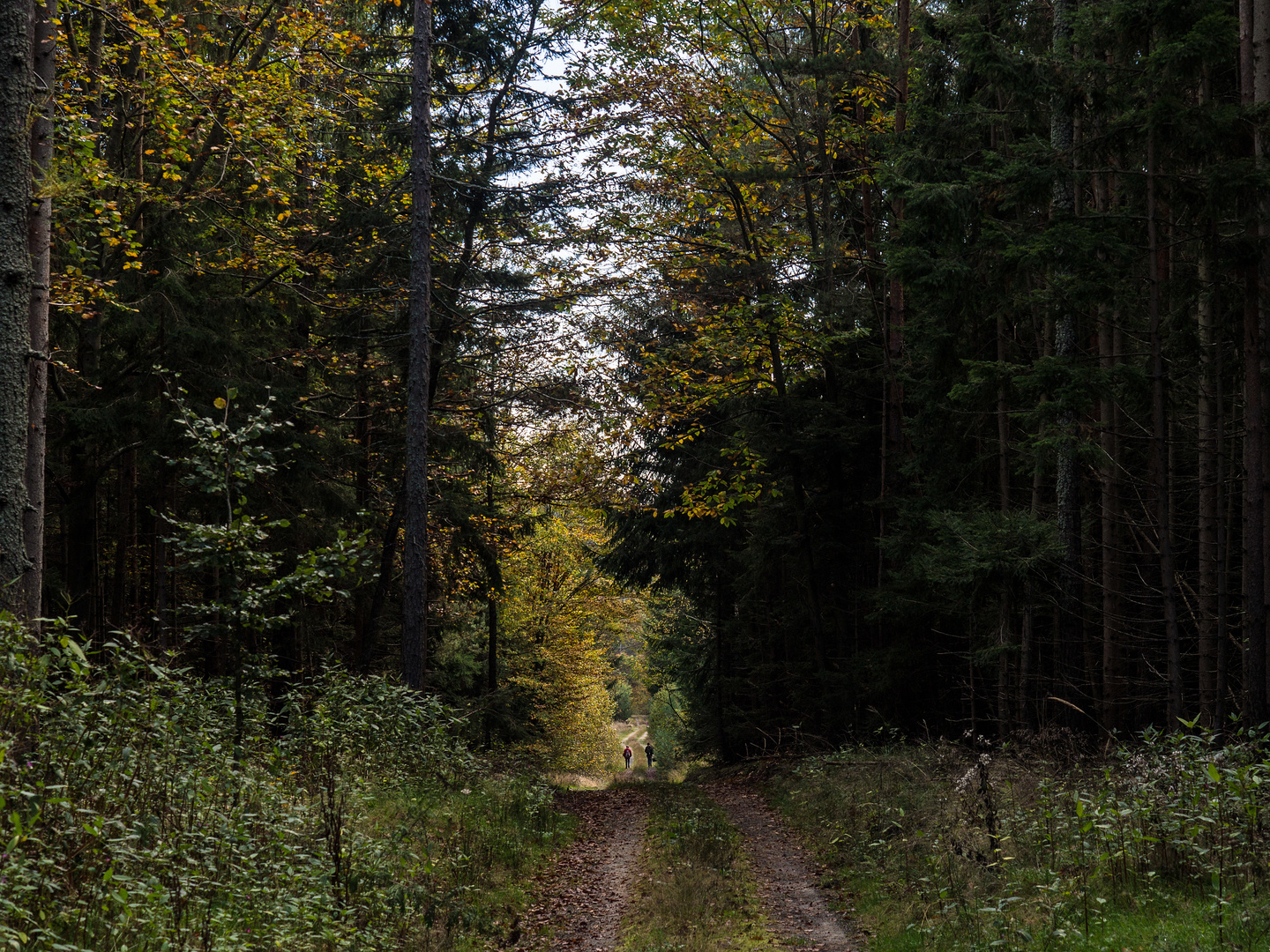 waldspaziergang