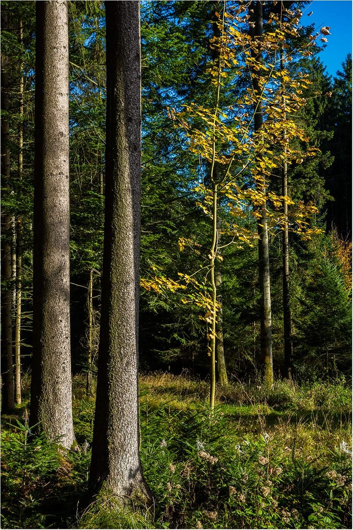 Waldspaziergang