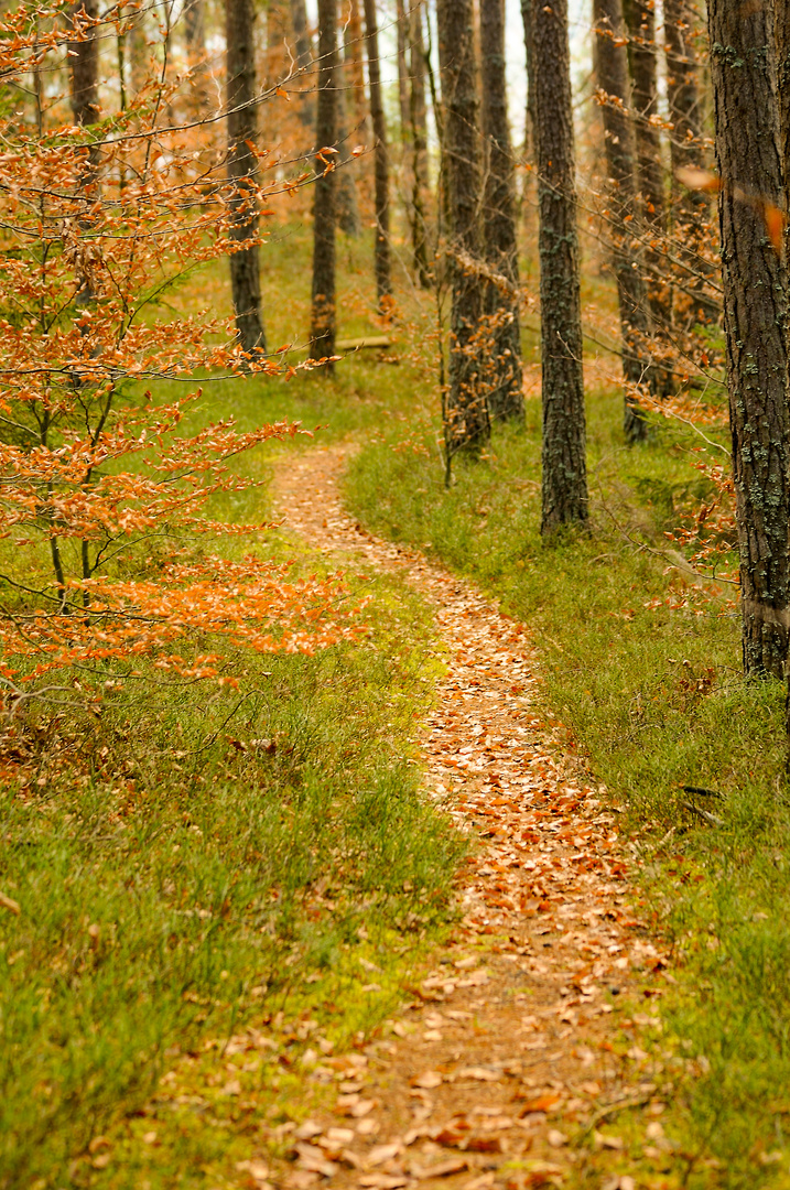 Waldspaziergang