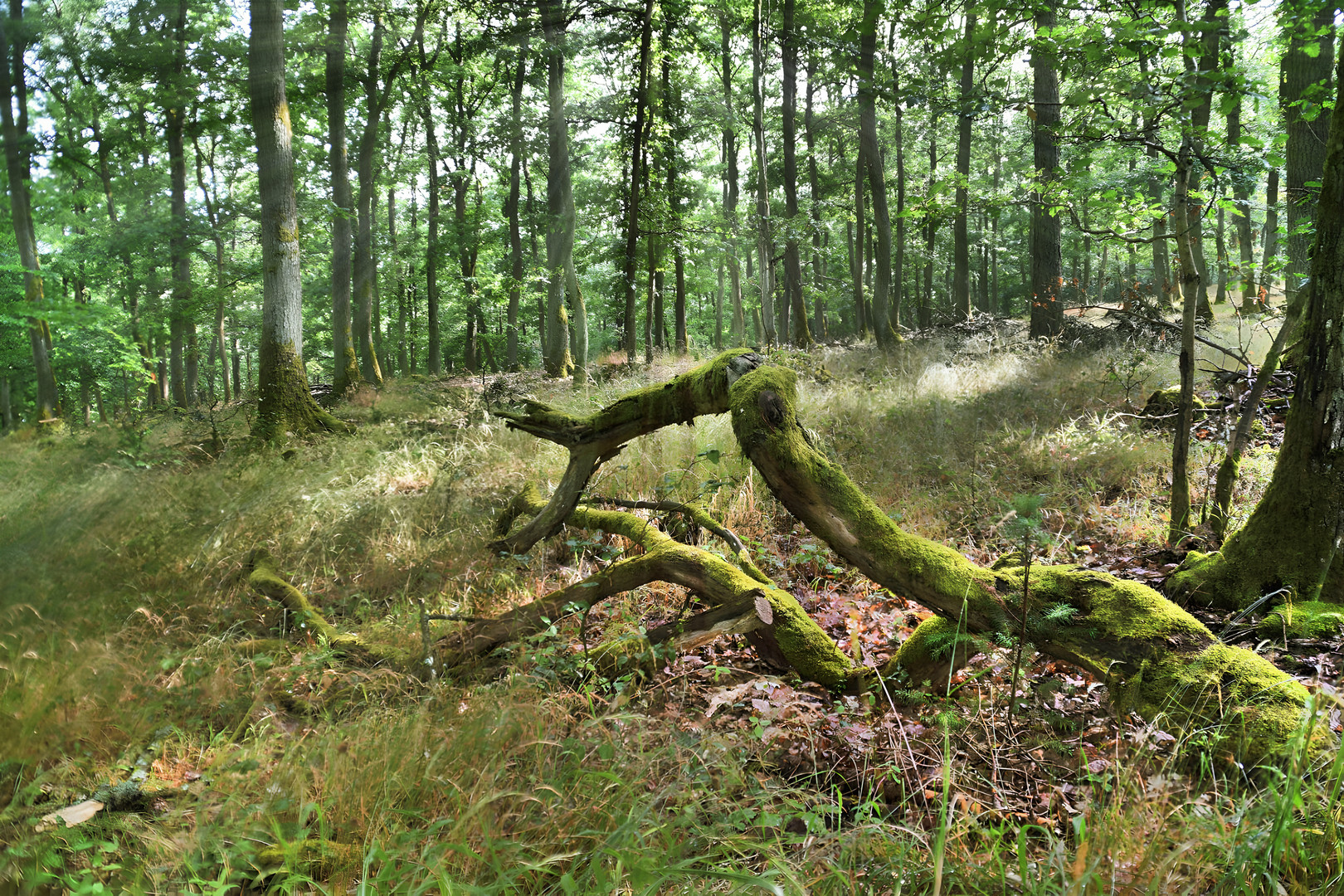 Waldspaziergang