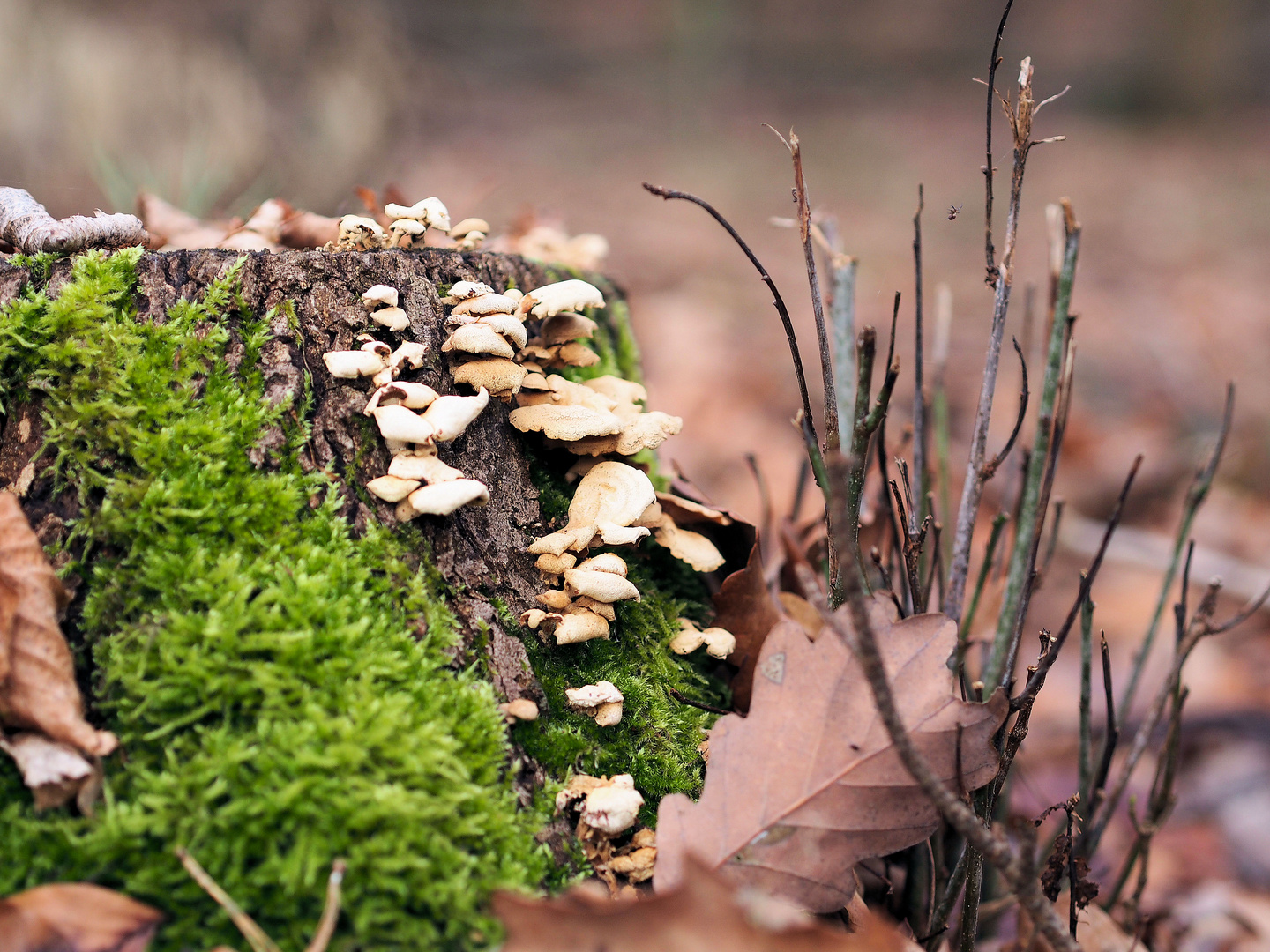 Waldspaziergang