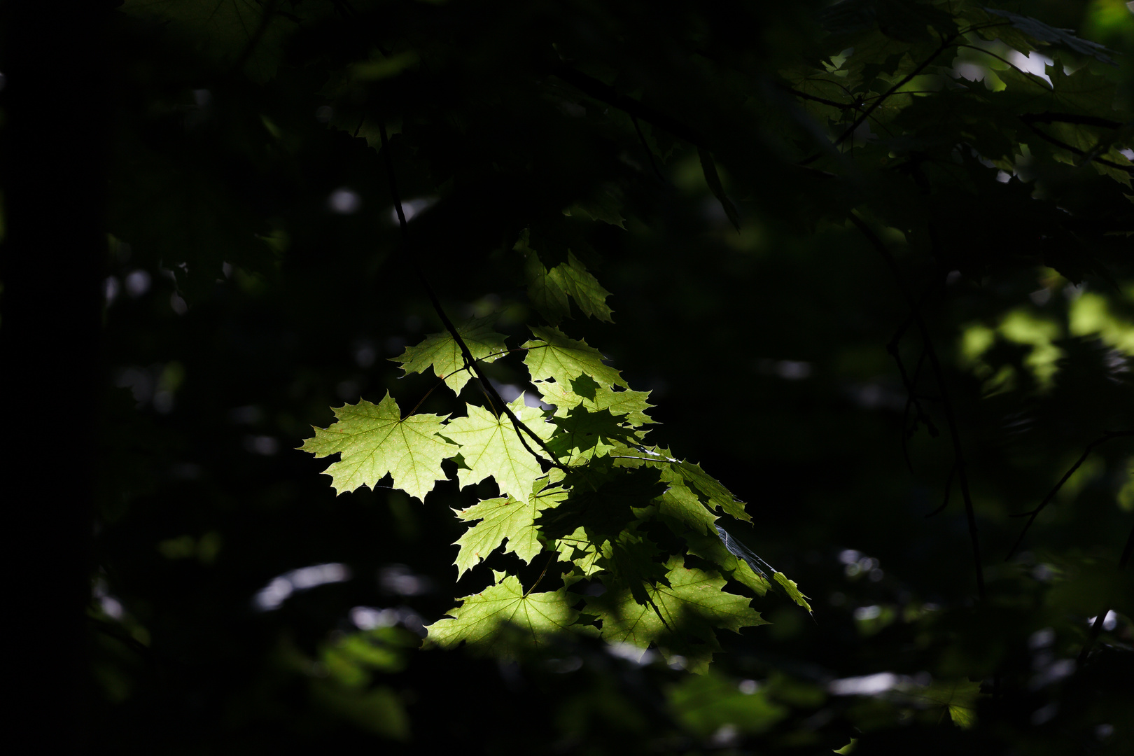 Waldspaziergang