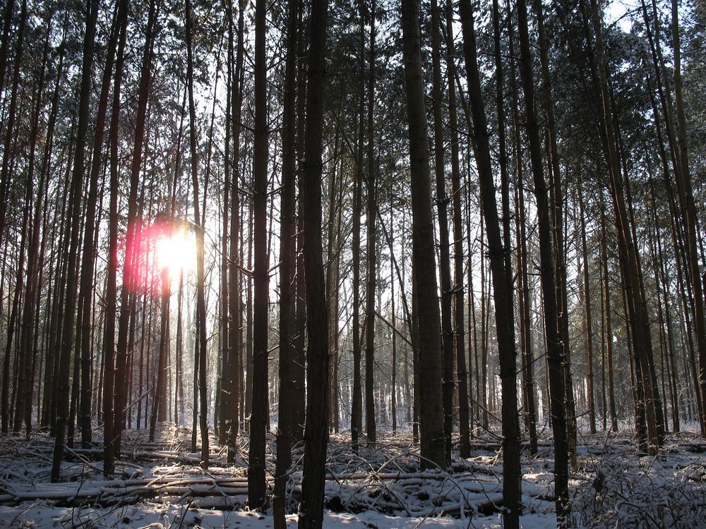 Waldspaziergang