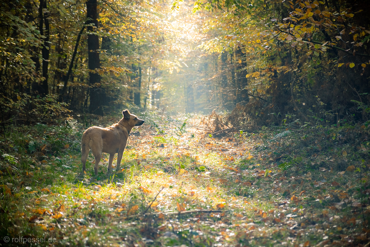 Waldspaziergang