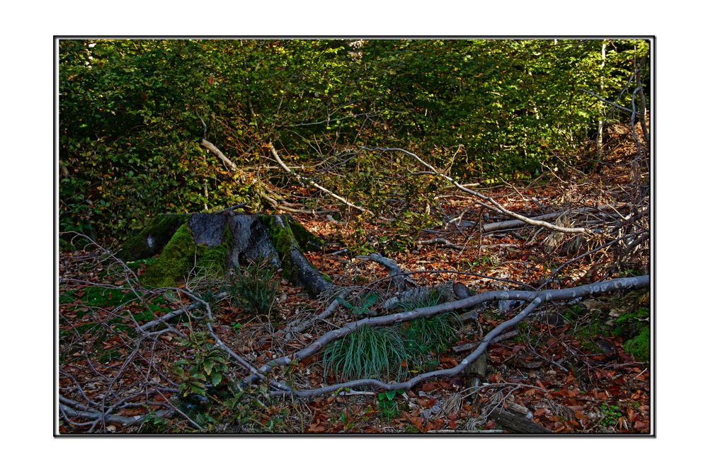 Waldspaziergang