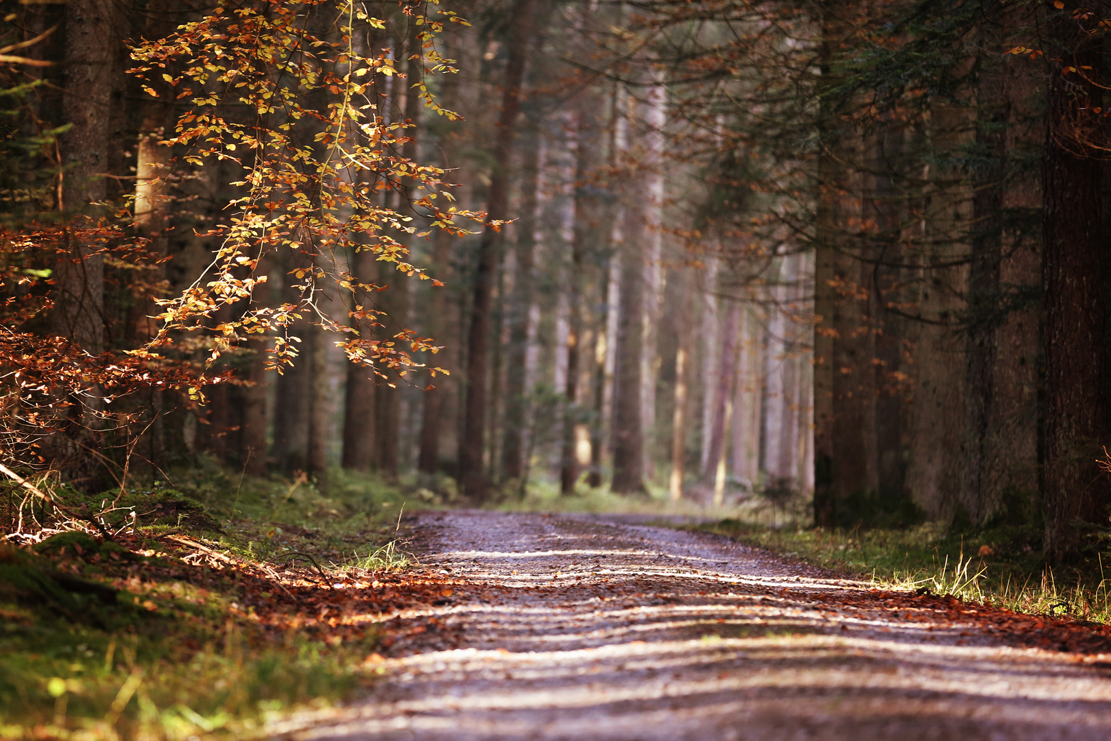 Waldspaziergang