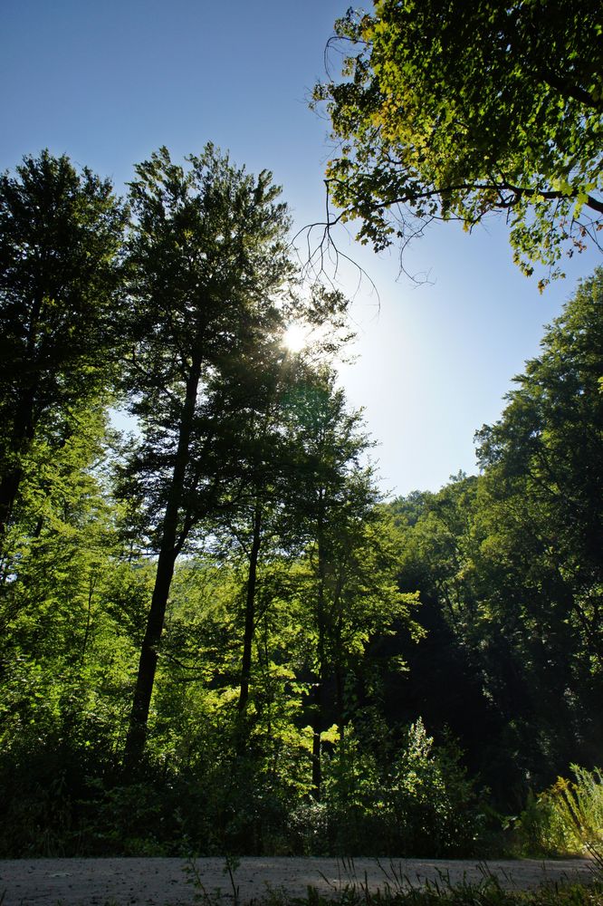 Waldspaziergang