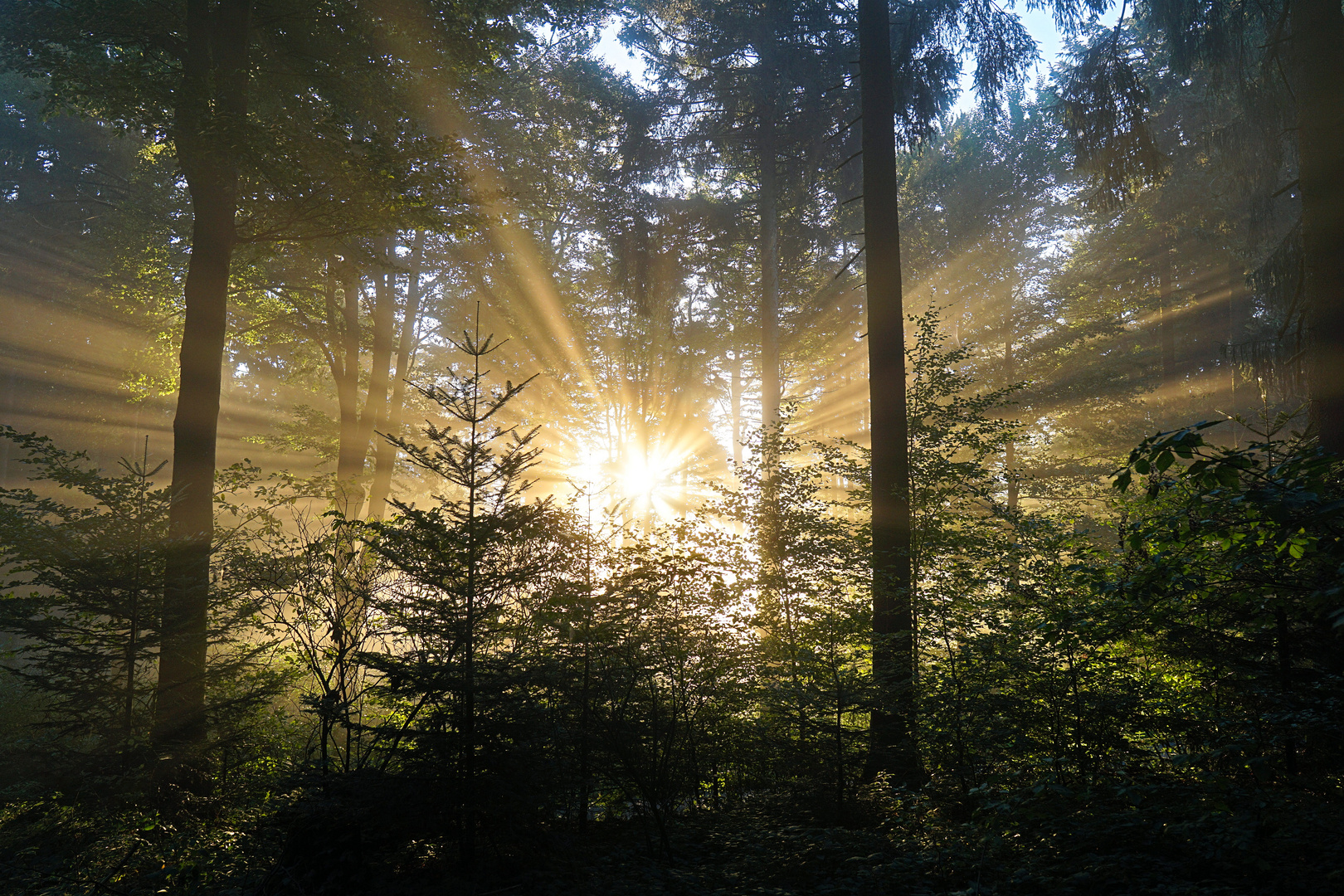 Waldspaziergang