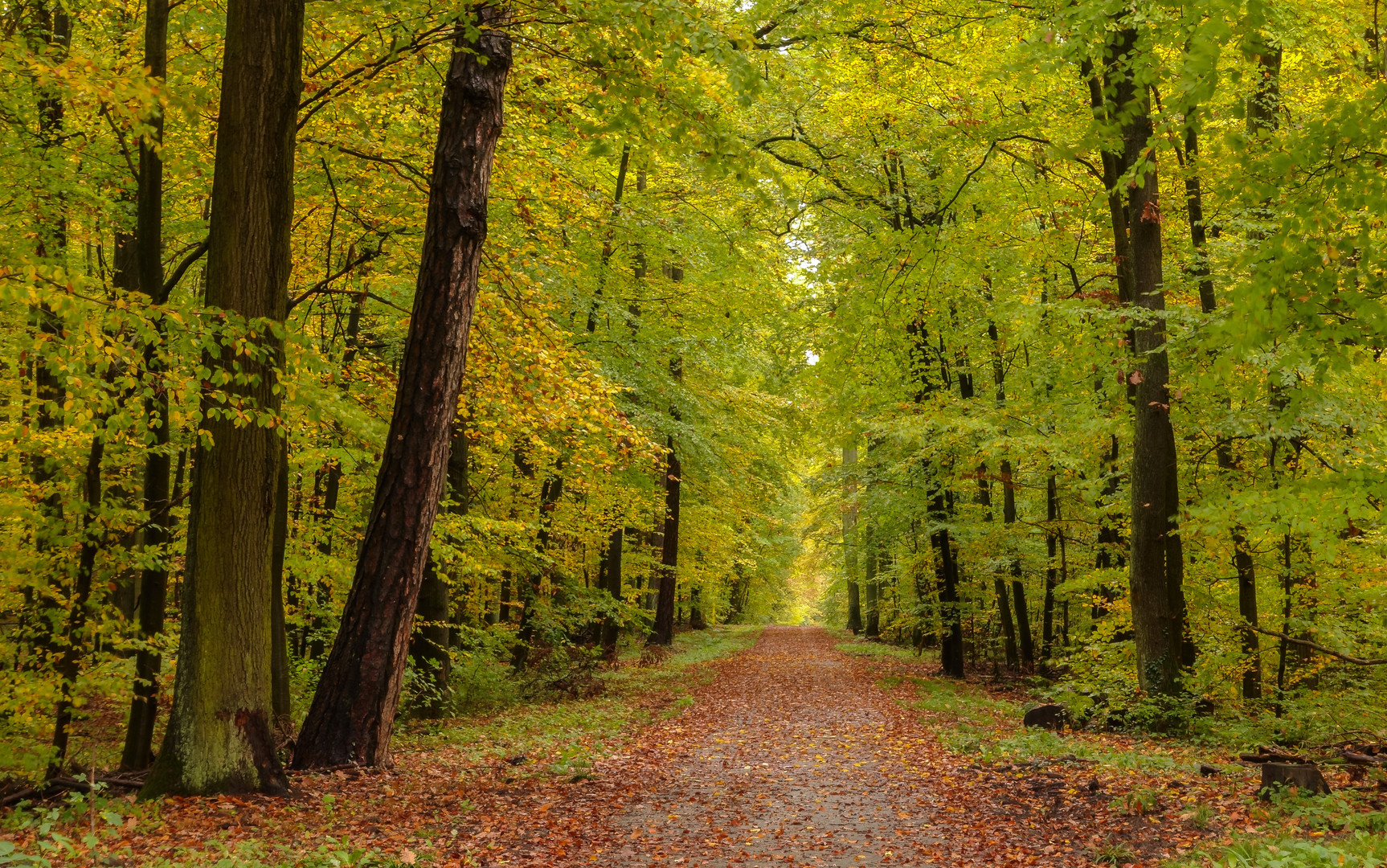 Waldspaziergang