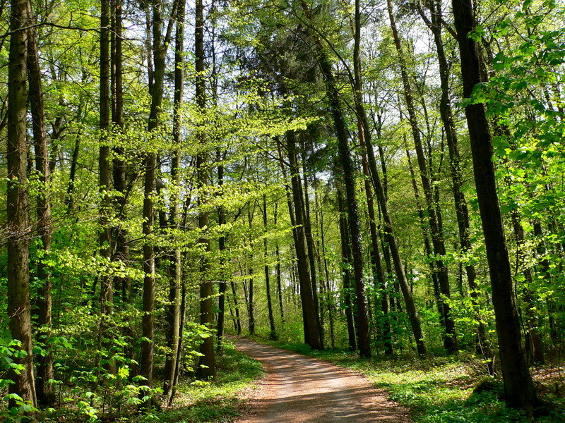 Waldspaziergang