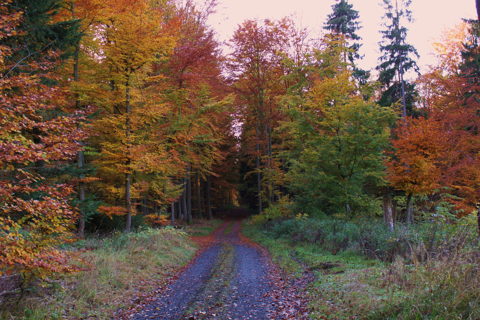 Waldspaziergang